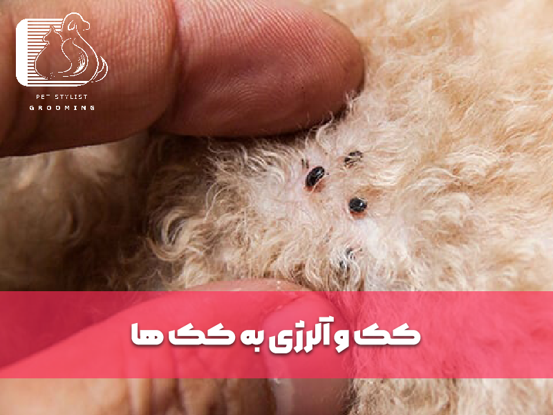 کک و آلرژی به کک ها